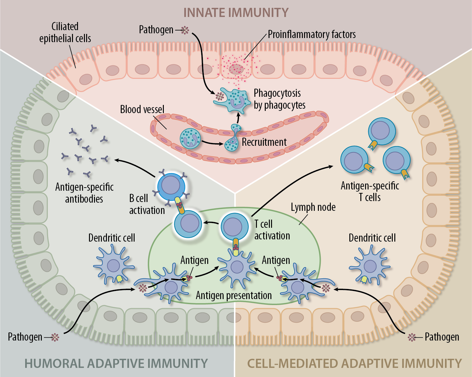 Immune Responses-03