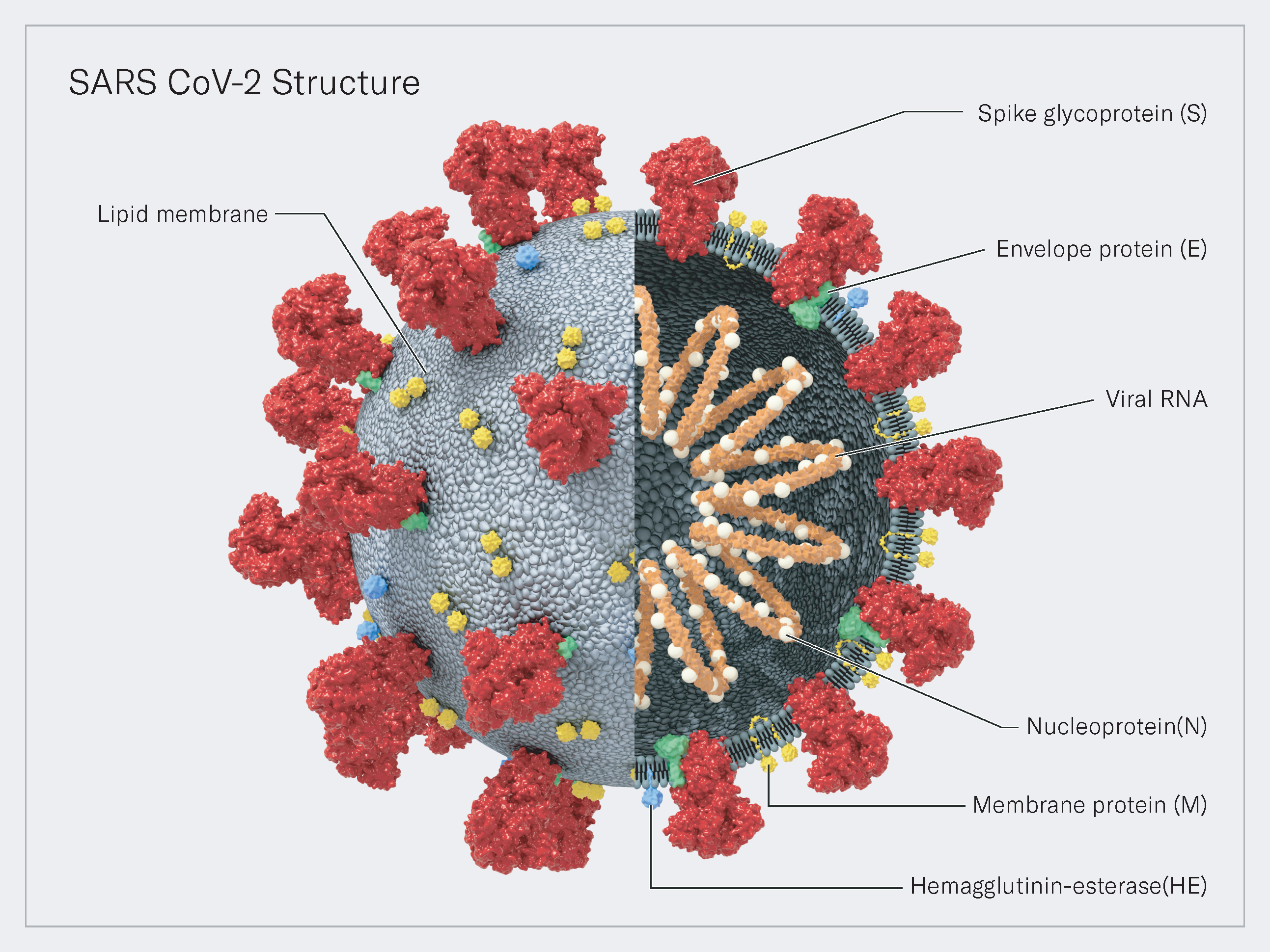 SARS CoV-2 Structure